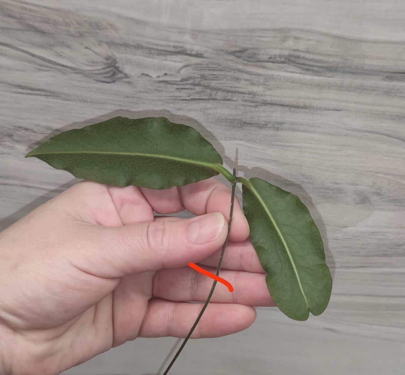 Хойя Hoya Elliptica splash, Undulata та ін.