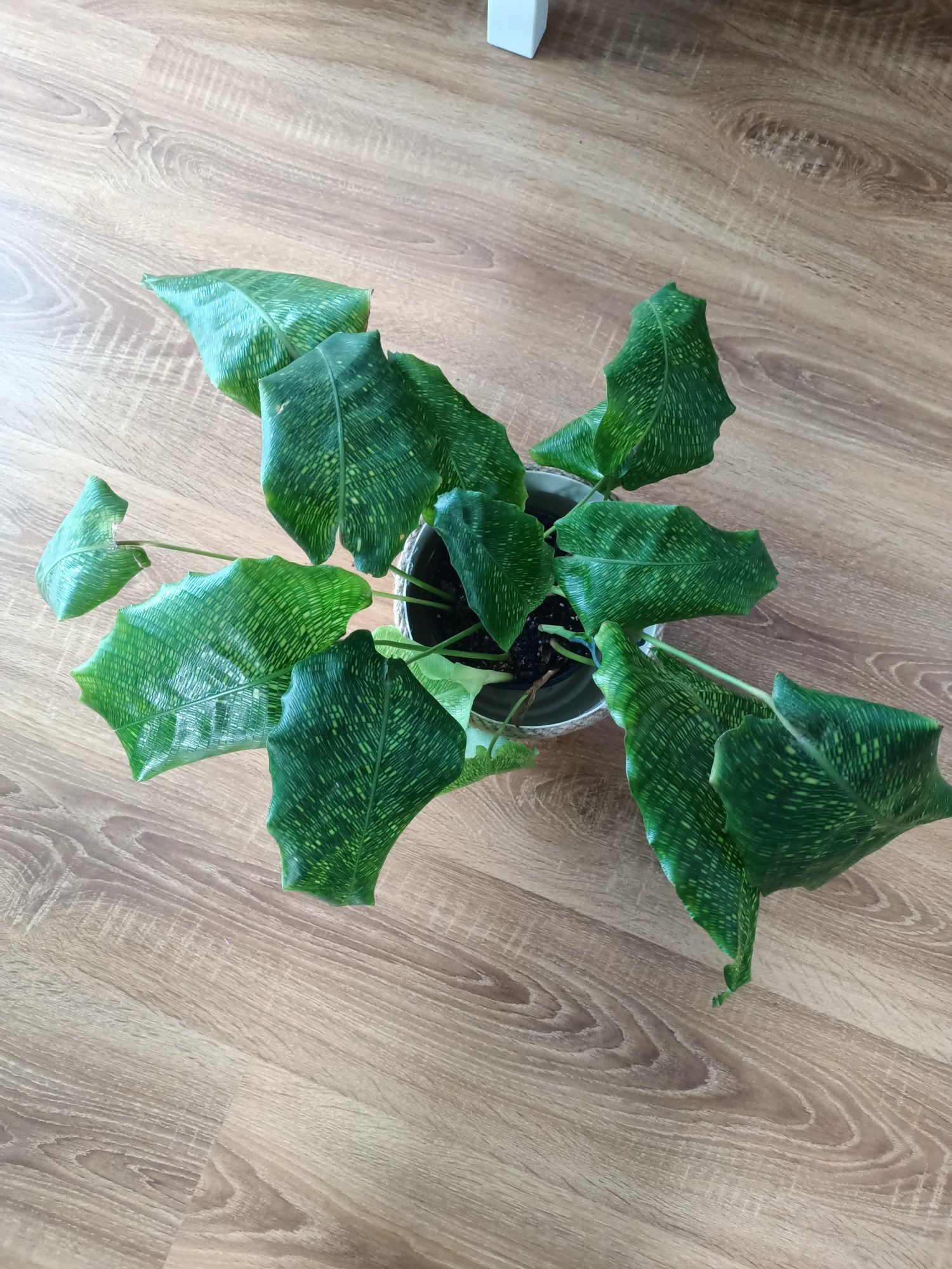 Calathea Musaica Network z domowych nadwyżek kwiaty doniczkowe