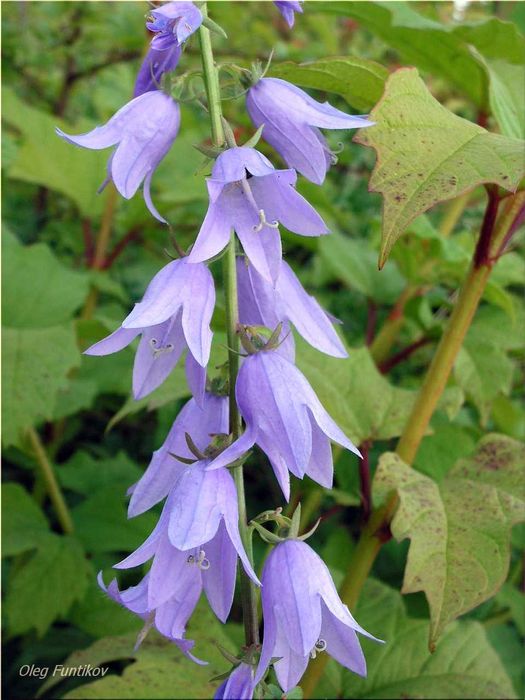 лилейники, колокольчики  карпатский и персиколистный, лаванда
