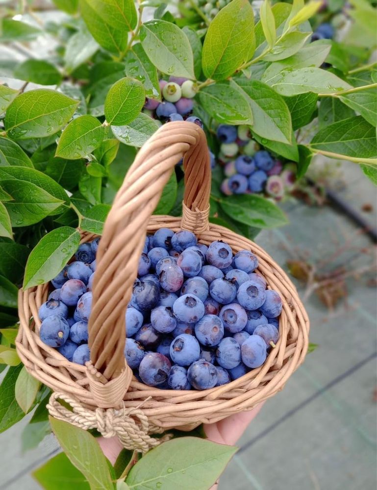 Delicioso Mirtilos