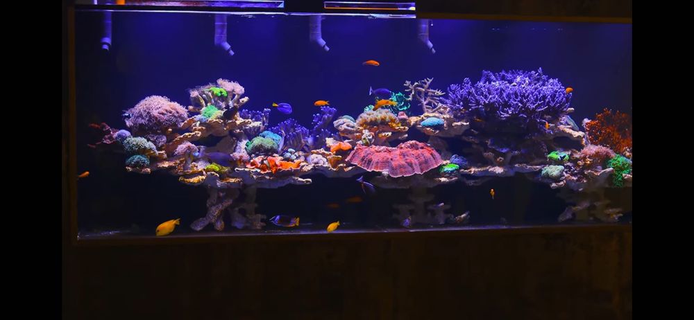 Akwarium morskie 280x90hx80 opti white