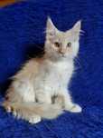Kocurek  Maine Coon