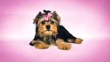 York, yorkshire terrier suczka Paloma