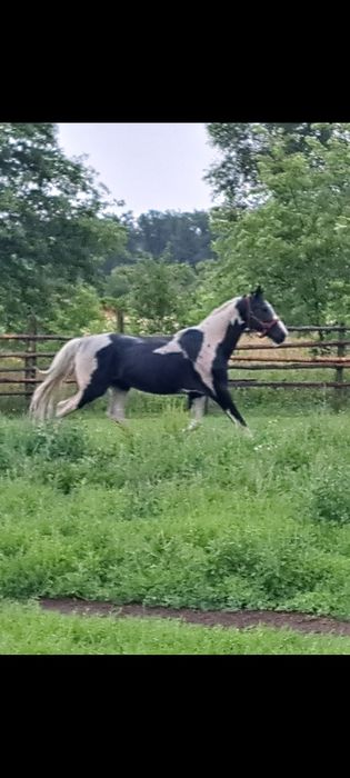 Klaczka kara 1.5 roku