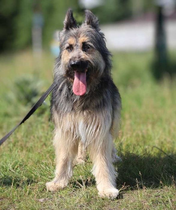 duży, młody, przyjazny dla ludzi pies czeka na dom