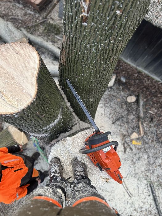 Wycinka drzew - SilesiaArbor