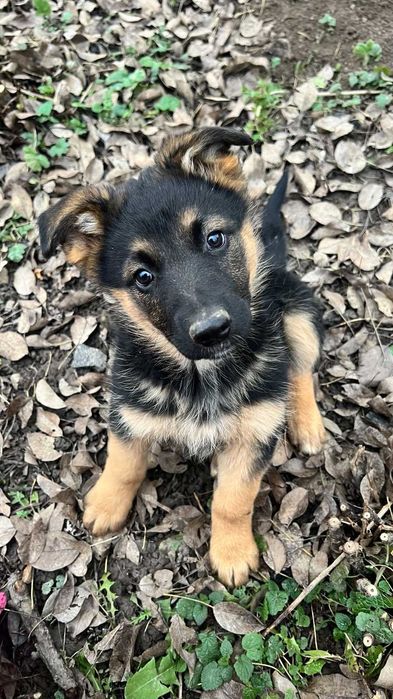 Продам чистокровних цуценят німецької вівчарки