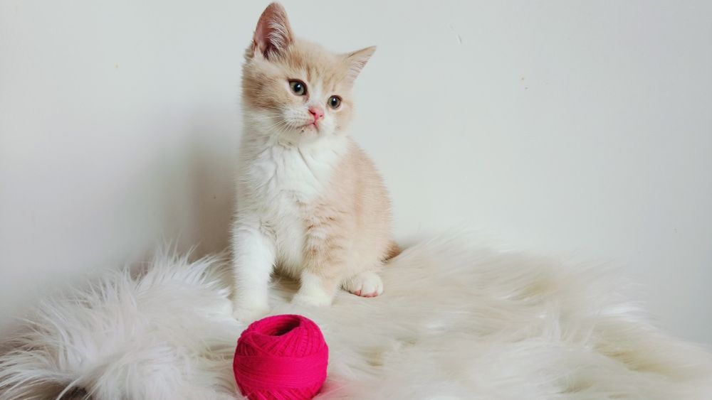 Kocięta Szkockie. Kocurek Biało rudy. Rodowód