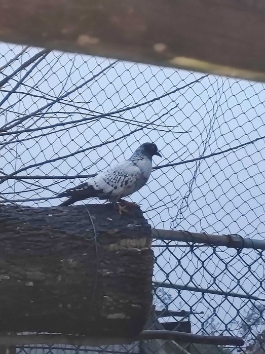 Pombos e rolas de várias raças