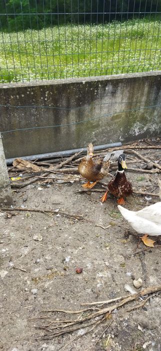 Vendo galos ou frangos também tenho pato real patos Rouen