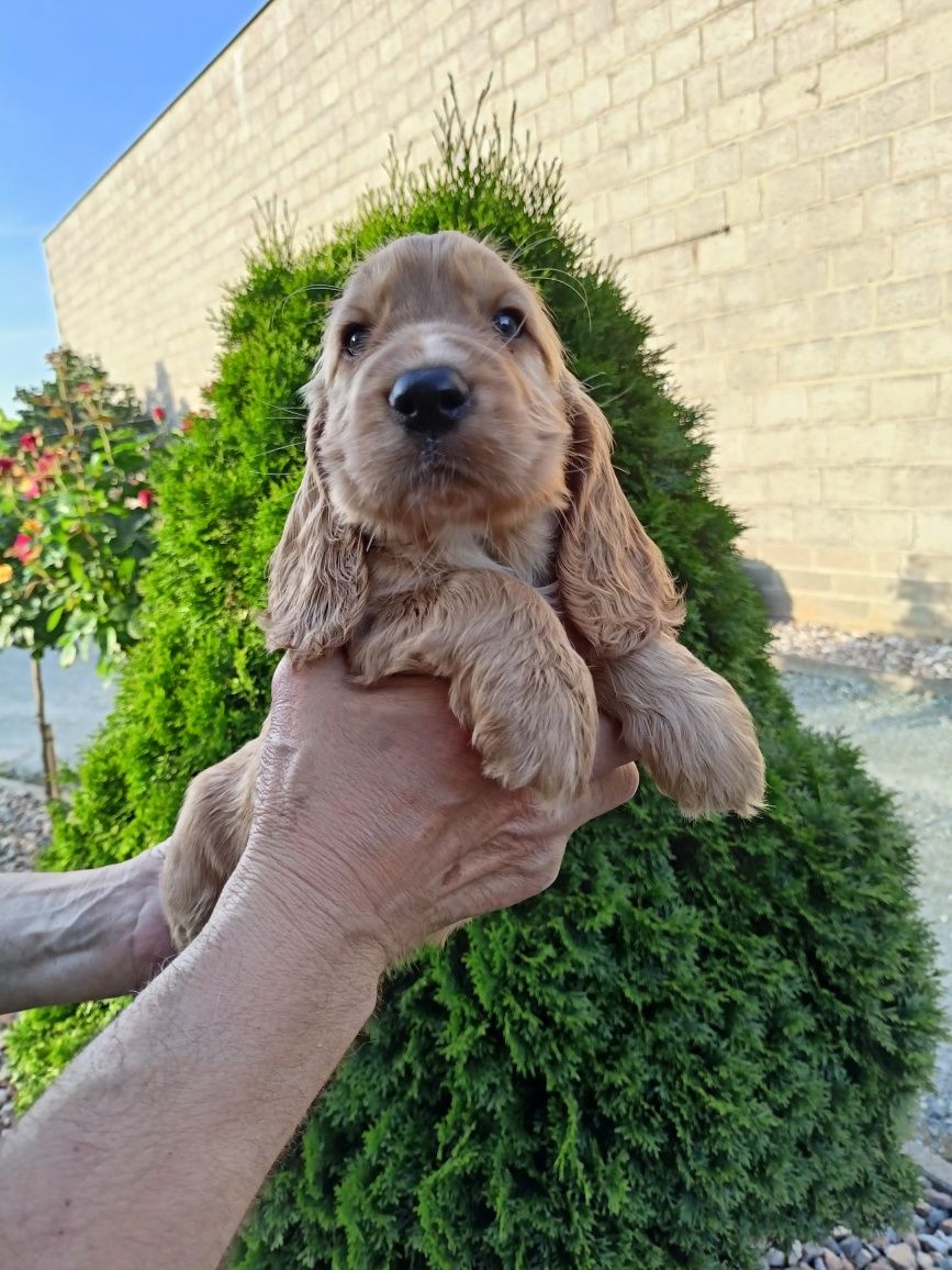 Szczeniaki Cocker spaniel