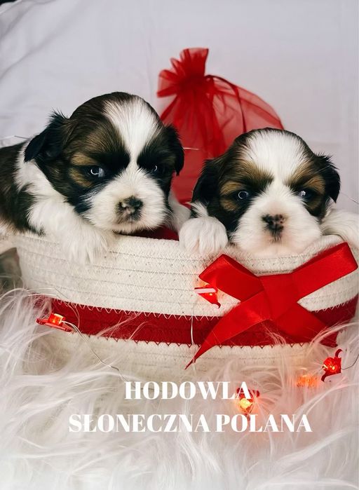 Shih-Tzu gotowe do rezerwacji