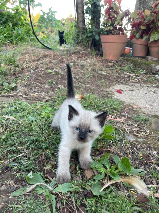 Gatinhos para adoção responsável