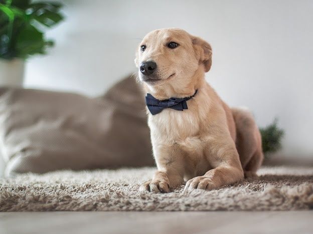 Отдам даром в добрые руки собаку метис лабрадора