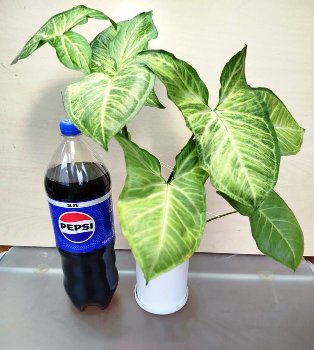 Сингониум сингоніум кімнатна рослина декоративное комнатное растение