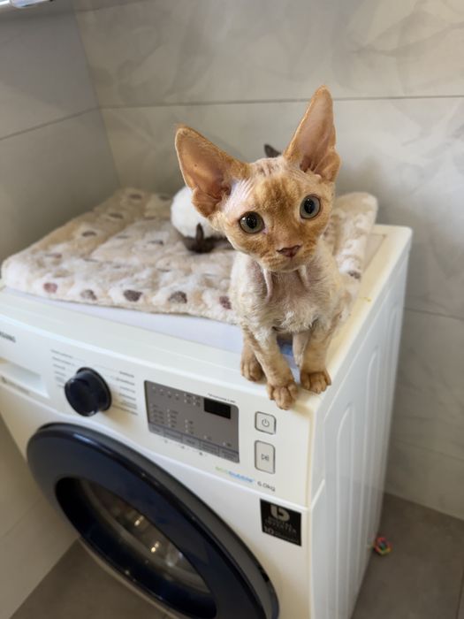 Piękny Kocurek Devo Rex!!!