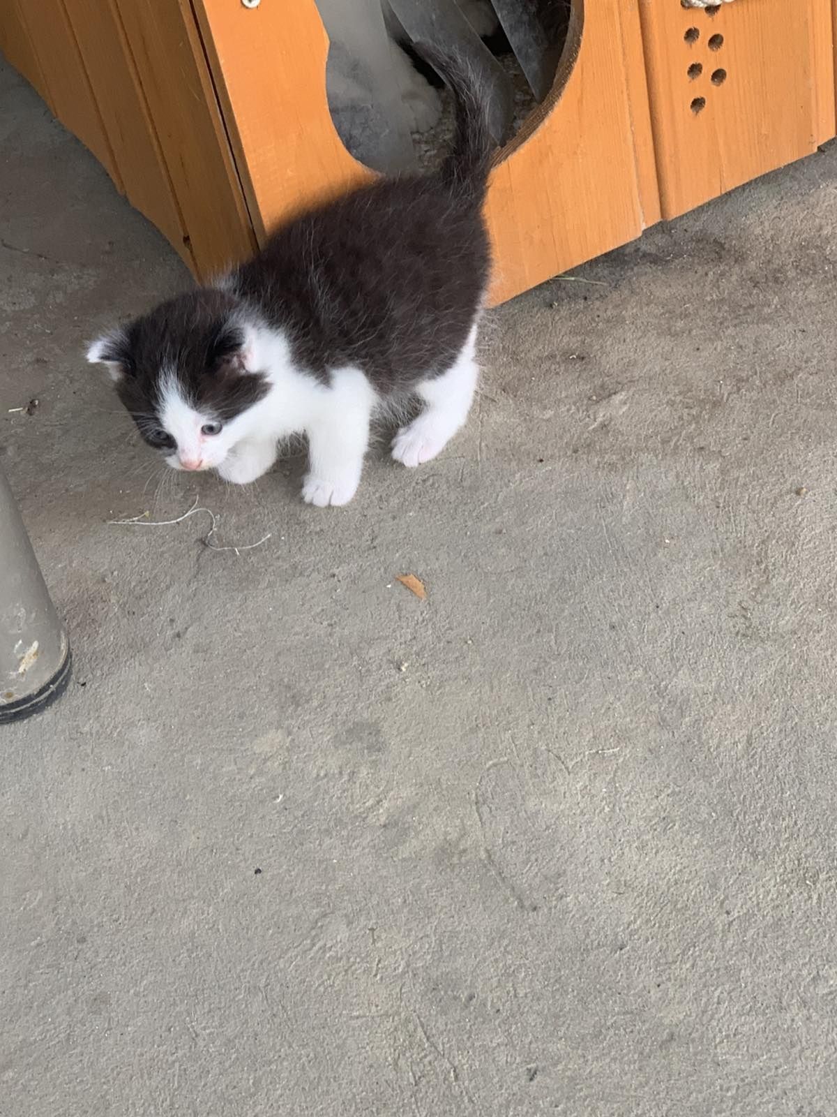 Віддам кошенят безкоштовно