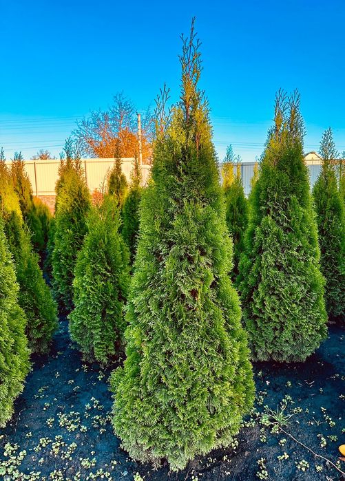 Туя Смарагд, Ауреа Нана