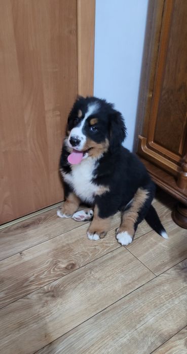 Berneński Pies Pasterski  SUCZKA