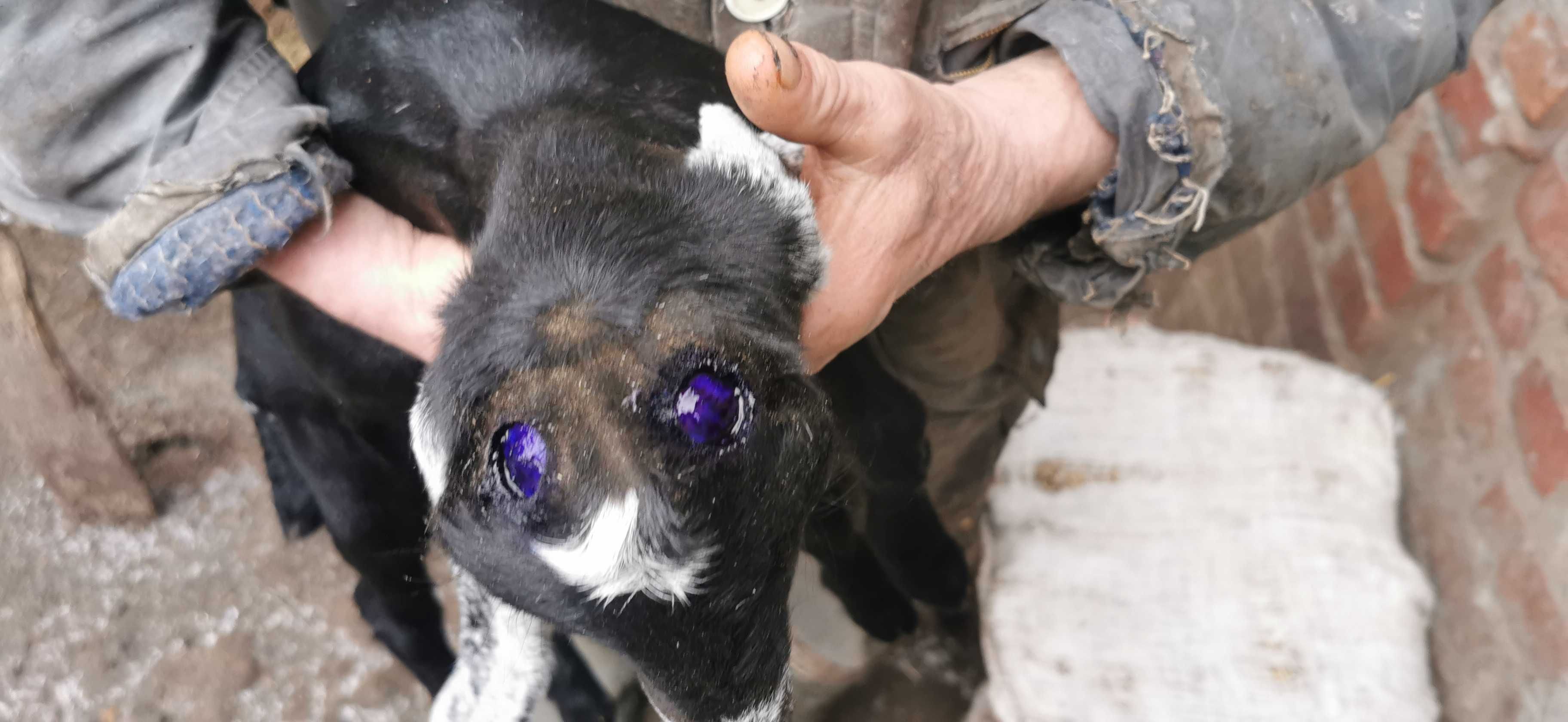 Обезрожування (видалення рогів) у кіз і козенят