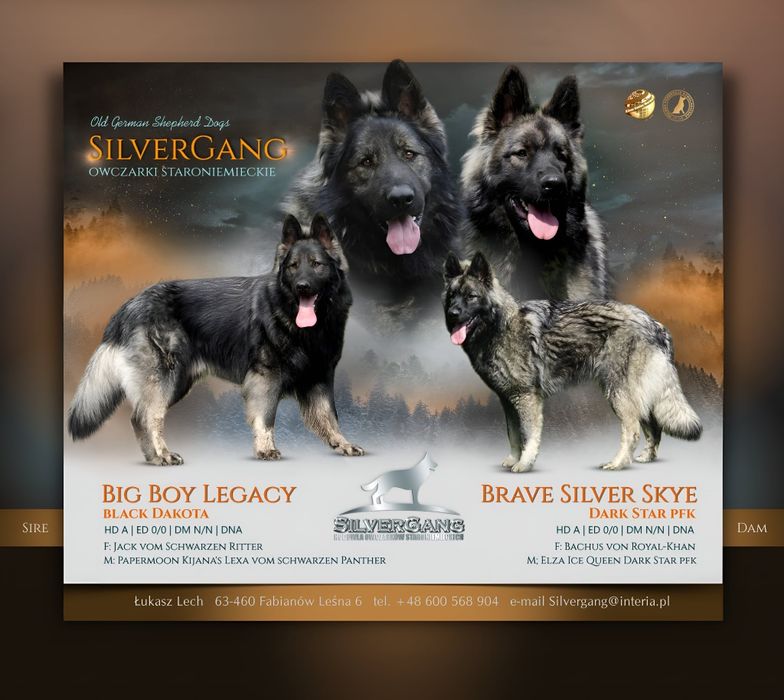 Zapowiedź Miotu SilverGang