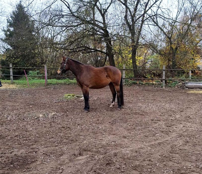 Happy, klacz 2,5 r., gniada, ok. 155 cm – dla doświadczonego