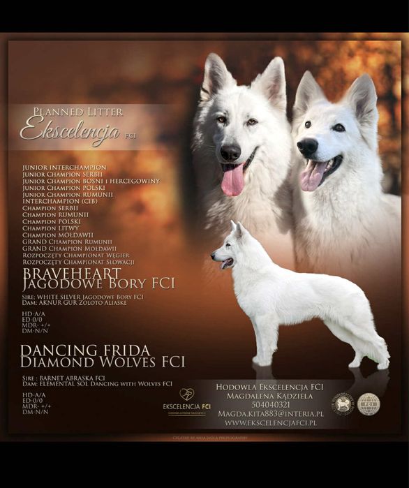 Szczeniak gotowy do odbioru- Biały Owczarek Szwajcarski!