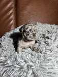 Pug Carlin Macho
