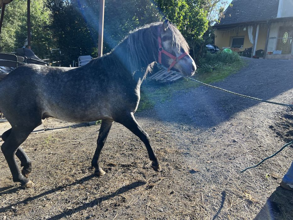 Piękny kuc kucyk 130 cm