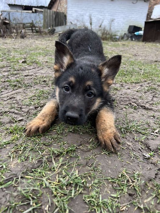 Німецькі Вівчарки