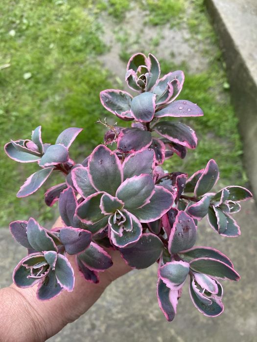 Очиток низькорослий