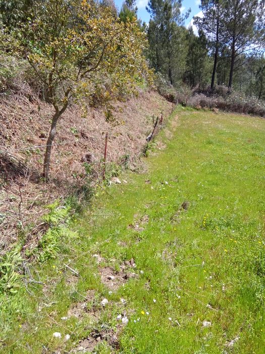 Trabalho de limpeza de terrenos.