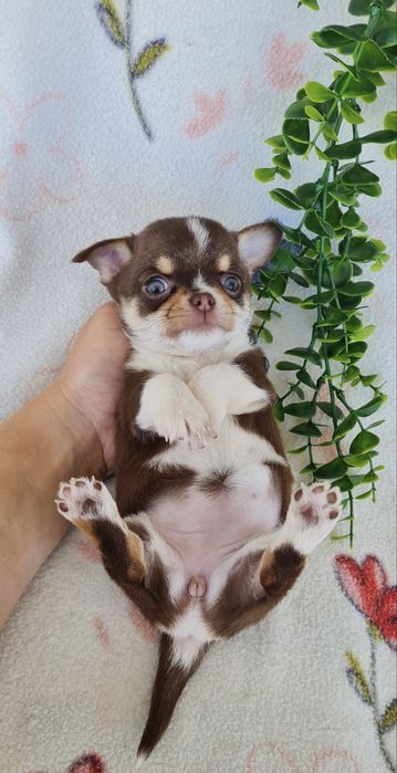 Excelente chocolatinha Chihuahua/Chiuaua mini,Linhagem Russa,Qualidade