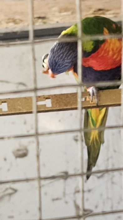 Loris molucanos espetaculares