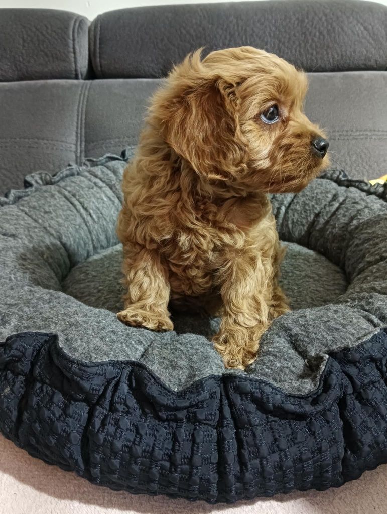Śliczny piesek  Cavapoo