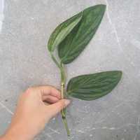 Monstera Peru, Scindapsus Trebie, Hoya Carnosa