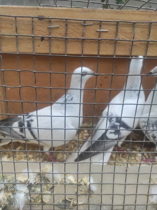 Żałobnik jasne boczate