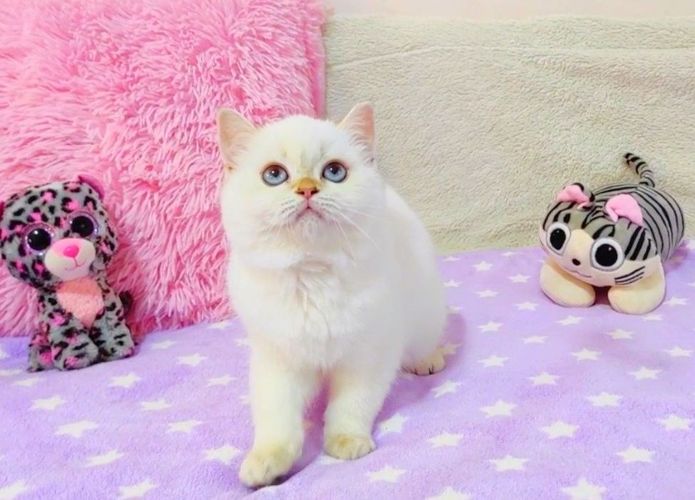 Шикарная голубоглазая шотландочка