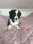 Piękna suczka rasy border collie
