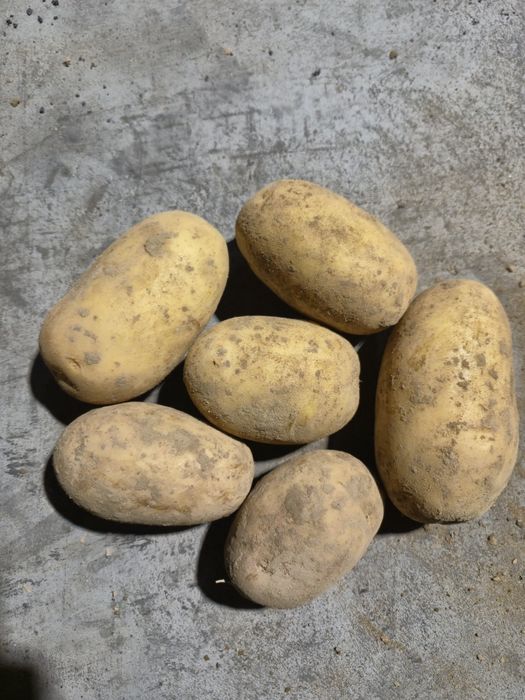 Ziemniaki - żółte, smaczne prosto od rolnika