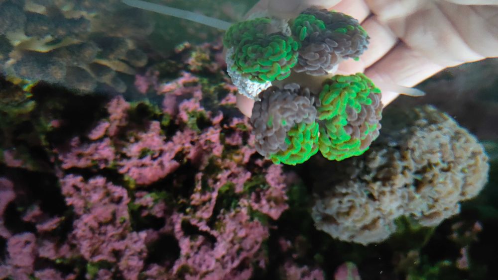 Euphyllia paraancora Fluo Gdynia/Gdańsk