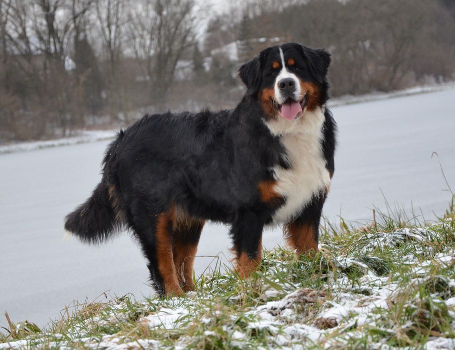 Berneński Pies Pasterski