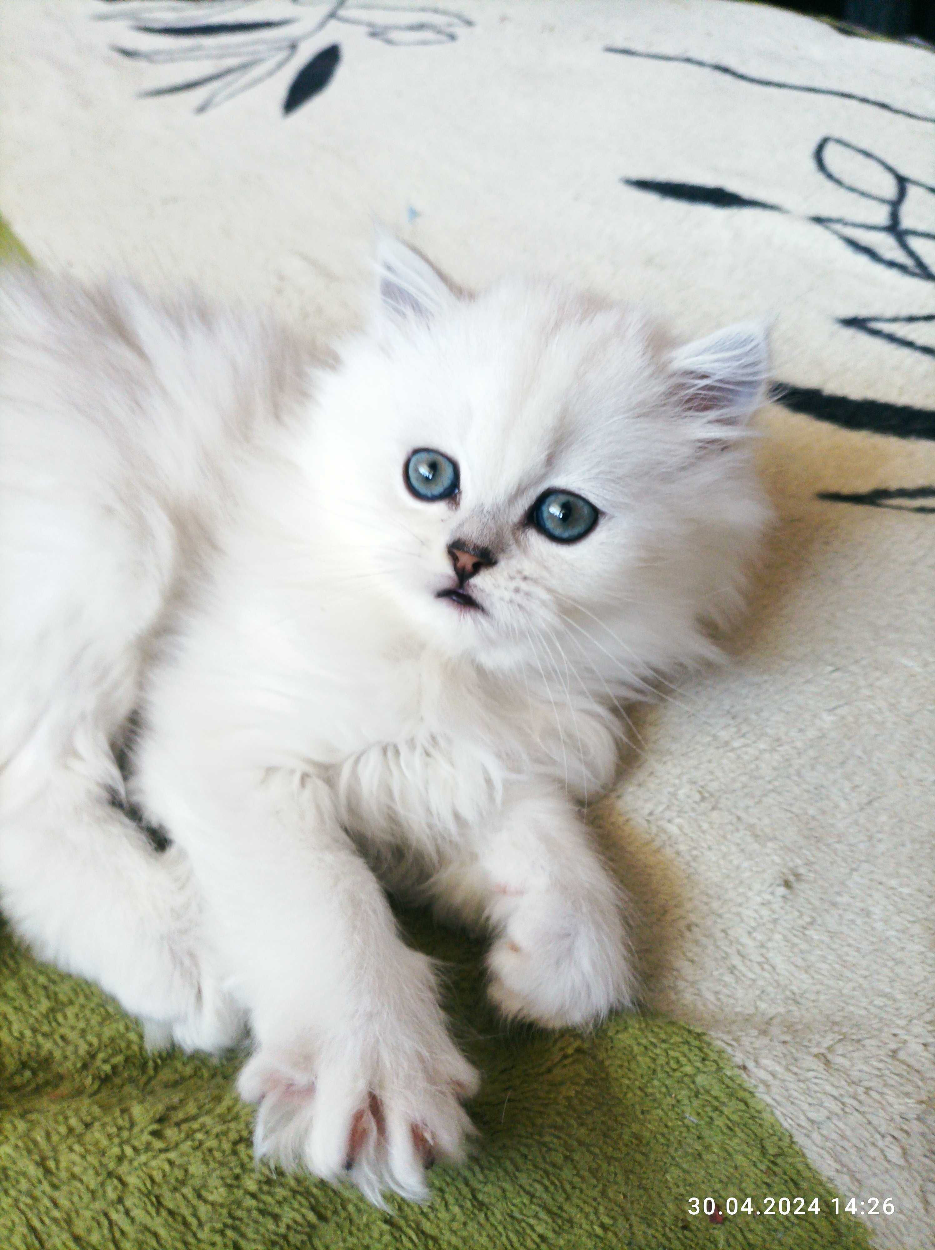 Котёнок девочка серебристая белая шиншилла ns11 страйт хайленд британс