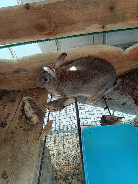 Króliki na sprzedaż