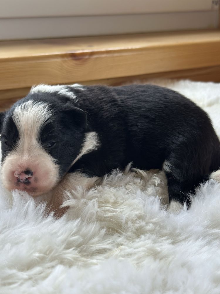 Śliczna suczka border collie ZKwP FCI po Grand Championie PL
