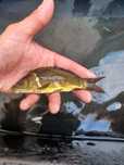 Karp 9-13cm narybek Jesiotr, Płoć, tolpyga