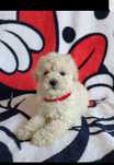 Bischpoo Pudel Toy Cockapoo