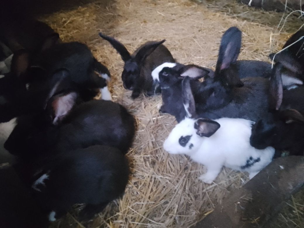 Króliki młode oraz samice z młodymi i zakocone