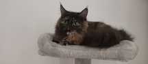 Kotka Maine coon