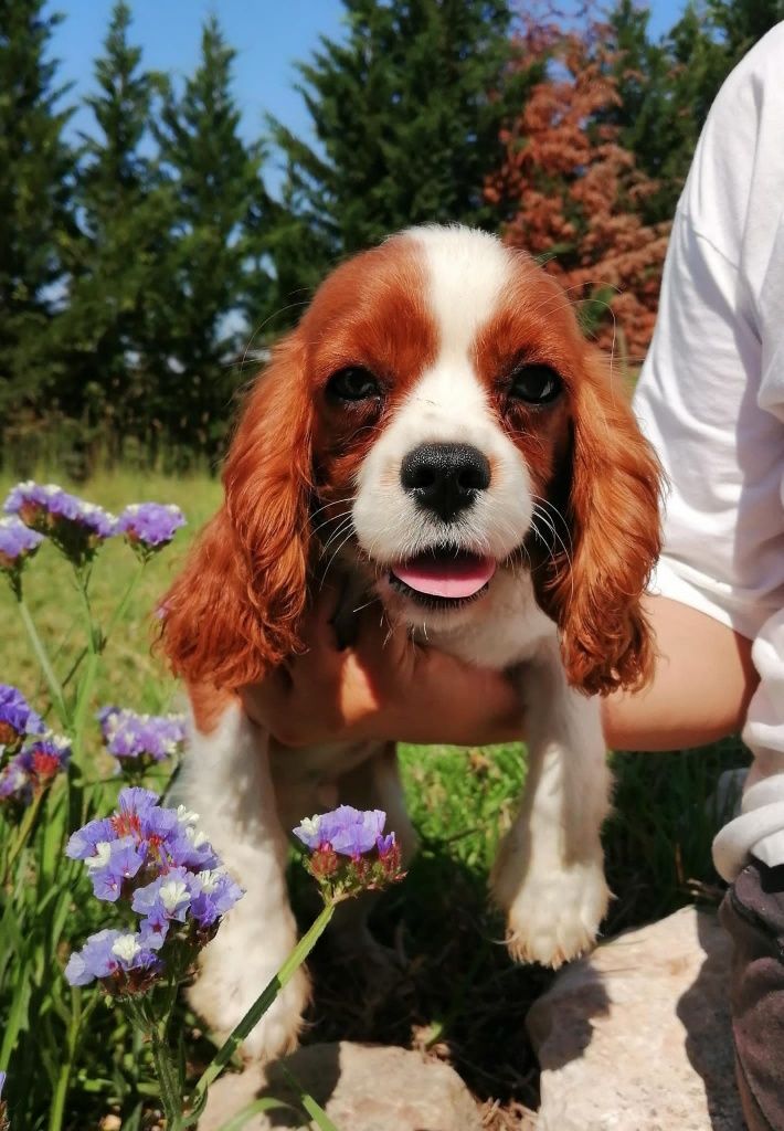 Cavalier King Charles spaniel